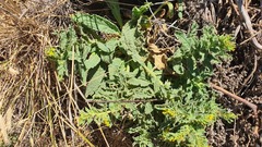 Alkanna orientalis