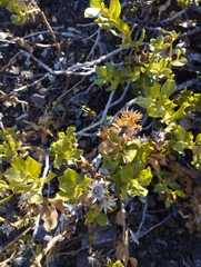 Haplopappus multifolius