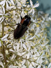 Selagis caloptera