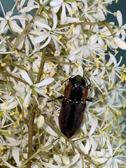 Selagis caloptera