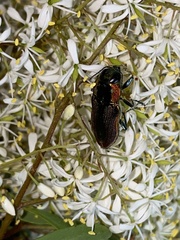 Selagis caloptera