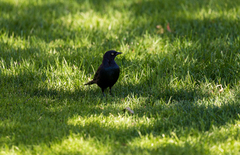 Euphagus cyanocephalus