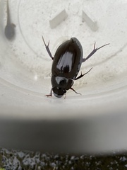 Hydrophilus acuminatus
