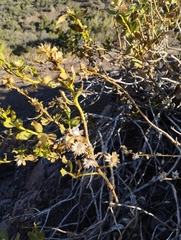 Haplopappus multifolius