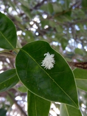 Cryptolaemus