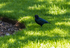 Euphagus cyanocephalus