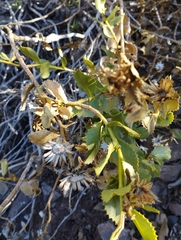 Haplopappus multifolius