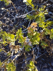 Haplopappus multifolius