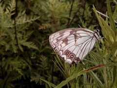 Melanargia epimede