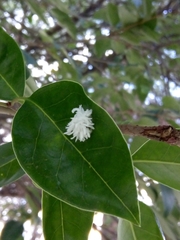 Cryptolaemus