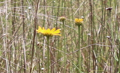 Balduina uniflora