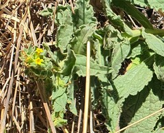 Alkanna orientalis
