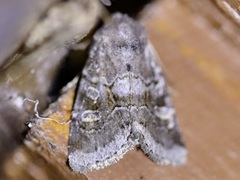 Oligia minuscula