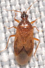 Amphiareus obscuriceps