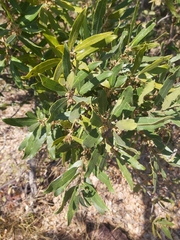 Euclea natalensis natalensis