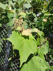 Mallotus paniculatus formosanus