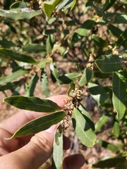 Euclea natalensis natalensis