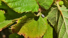Deraeocoris punctulatus