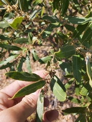 Euclea natalensis natalensis