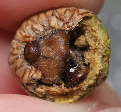 Callirhytis quercusoperator