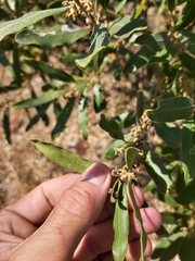 Euclea natalensis natalensis