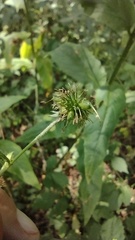 Geum × catlingii