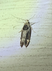 Pseudochelaria walsinghami