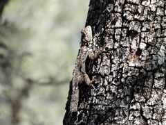 Tropidurus spinulosus