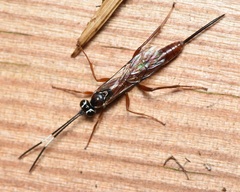 Mesostenus thoracicus