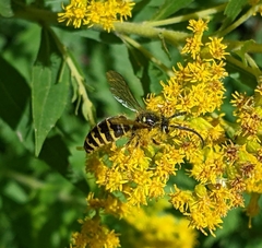 Vespula alascensis