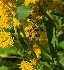 Vespula alascensis