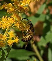 Vespula alascensis