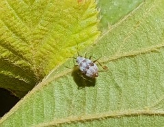 Deraeocoris punctulatus