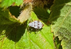 Deraeocoris punctulatus