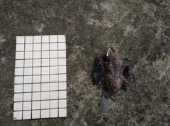 Pycnonotus cafer