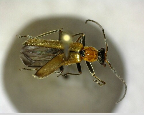 iNaturalist observation photo of Podabrini