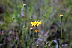 Balduina uniflora