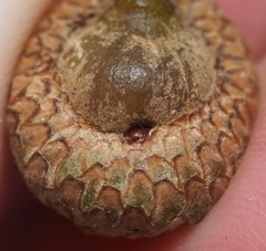 Callirhytis quercusoperator