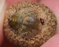 Callirhytis quercusoperator