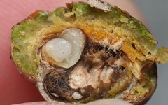 Callirhytis quercusoperator