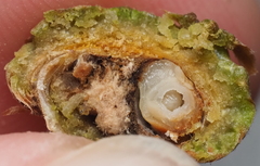 Callirhytis quercusoperator