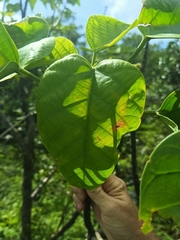 Endospermum chinense