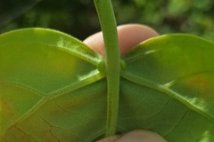 Endospermum chinense