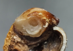 Callirhytis quercusoperator