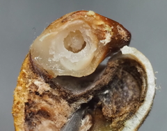 Callirhytis quercusoperator