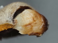 Callirhytis quercusoperator