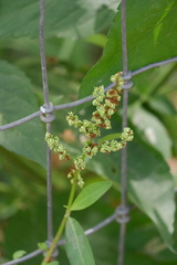 Rumex spiralis
