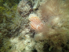 Aplidium opacum