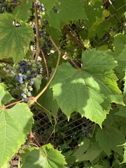 Vitis riparia