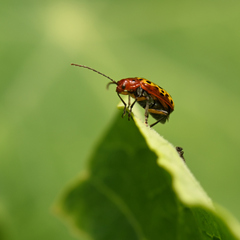 Isotes multipunctata